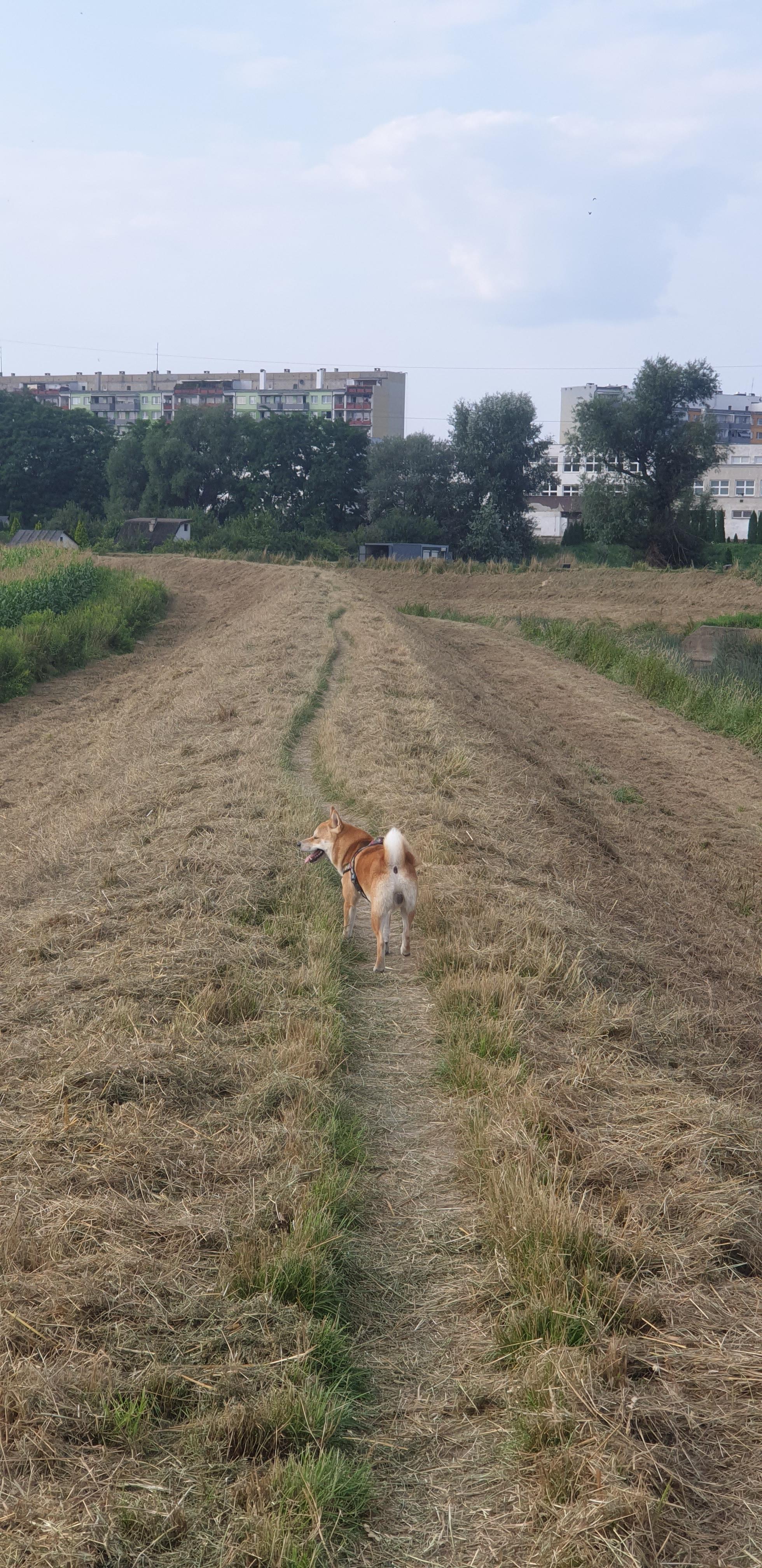 Inksearch tattoo Kamil Harzowski